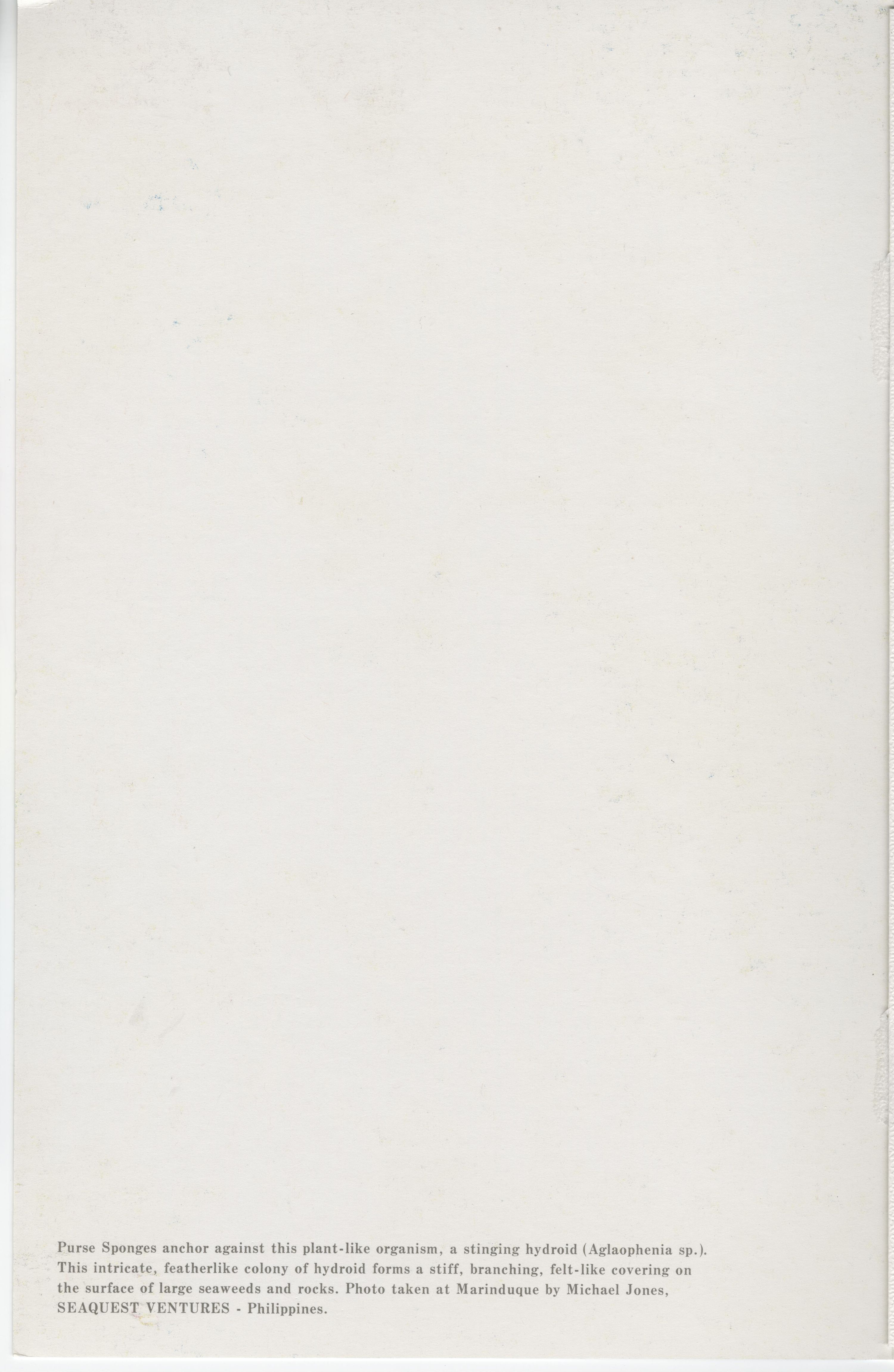 Manila to Hong Kong, Fiesta Service